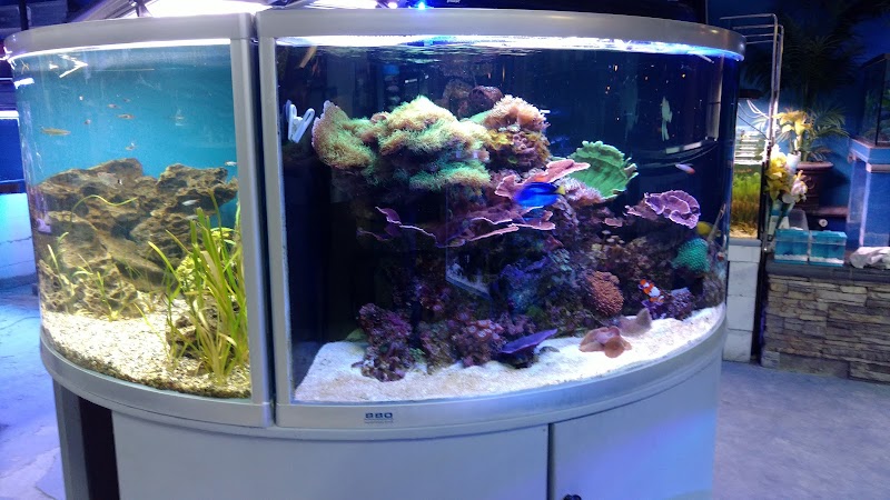 Tat Tropical Illusion - Photo 5