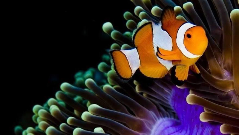 The Aquarium Connection - Photo 2