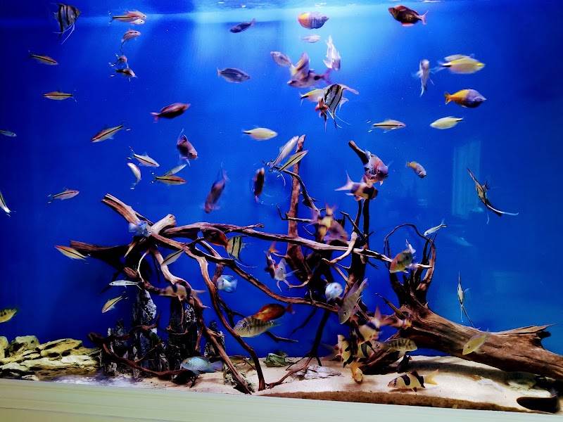 The Aquarium Connection - Photo 4