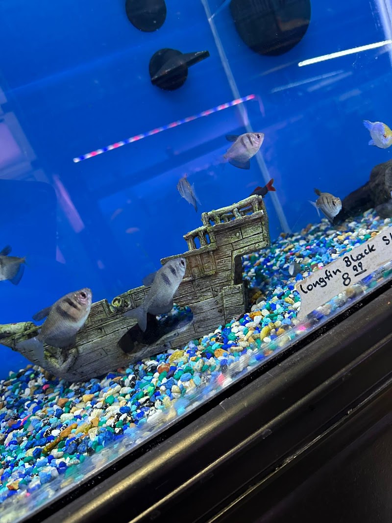 Aquatic Zoo Tropical Fish - Photo 2