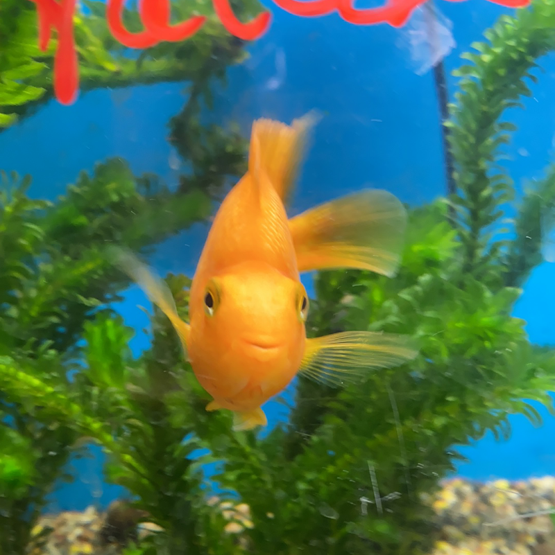 Aquatic Zoo Tropical Fish - Photo 3