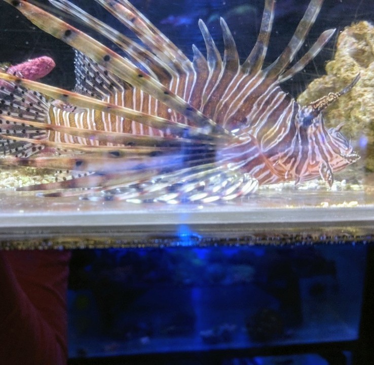 Aquatic Zoo Tropical Fish - Photo 4