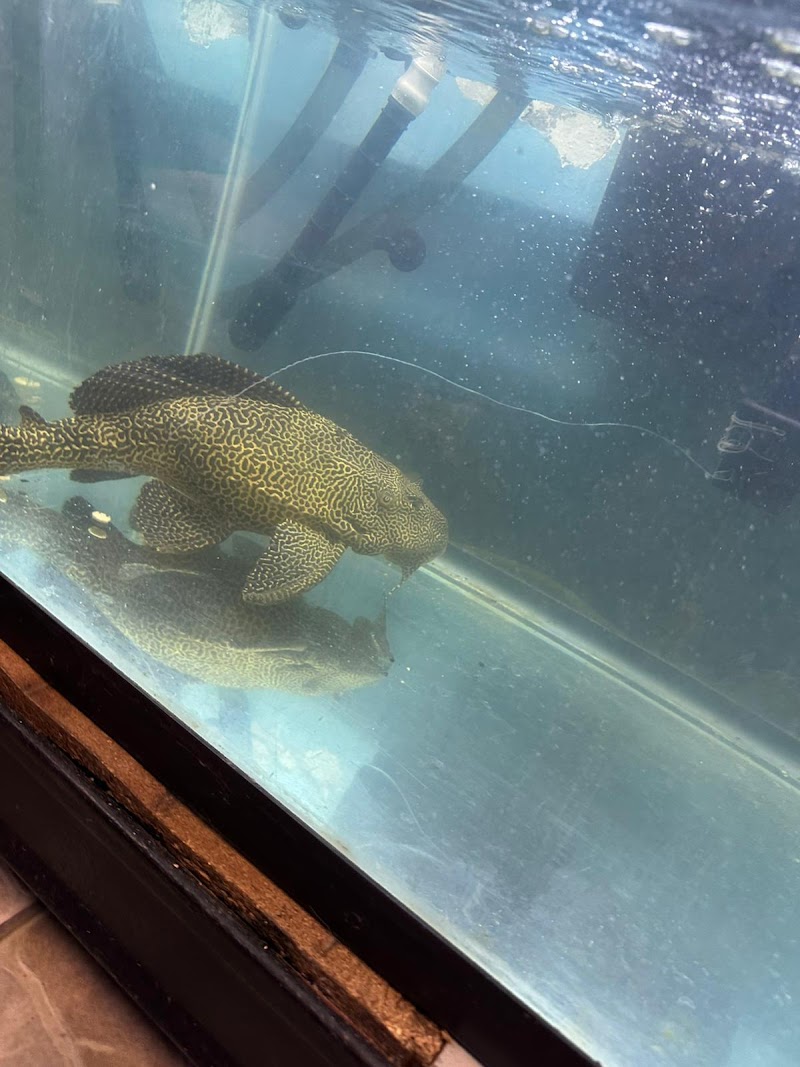 Aquatic Zoo Tropical Fish - Photo 5