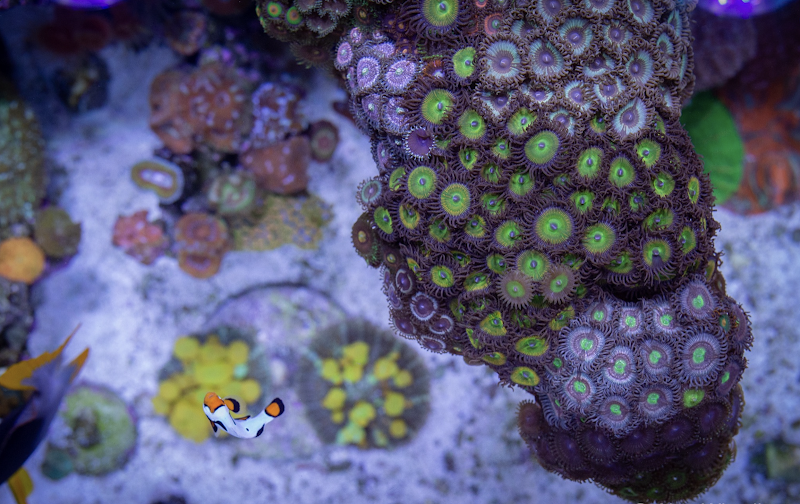 NorCal Corals - Photo 2