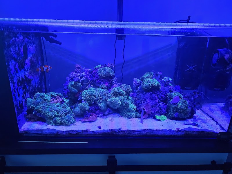 NorCal Corals - Photo 4