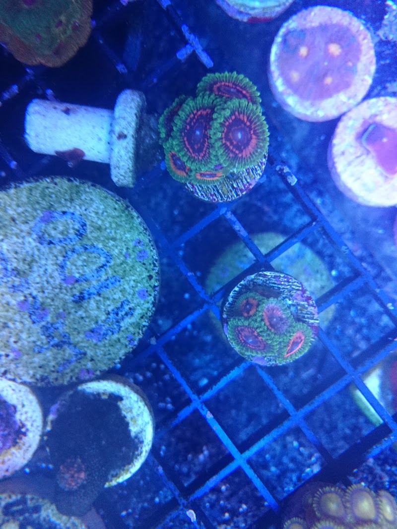 NorCal Corals - Photo 5