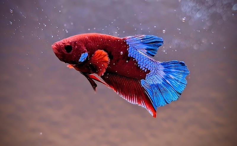 916 Aquatics - Photo 3