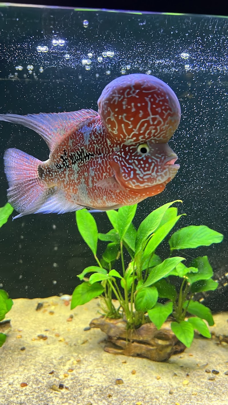 916 Aquatics - Photo 5