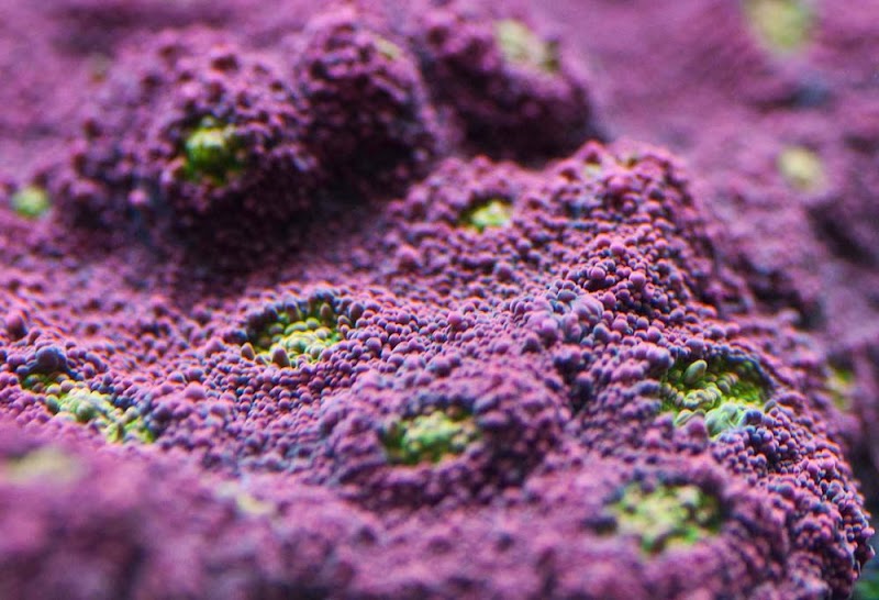 Your Reef Aquarium - Photo 2