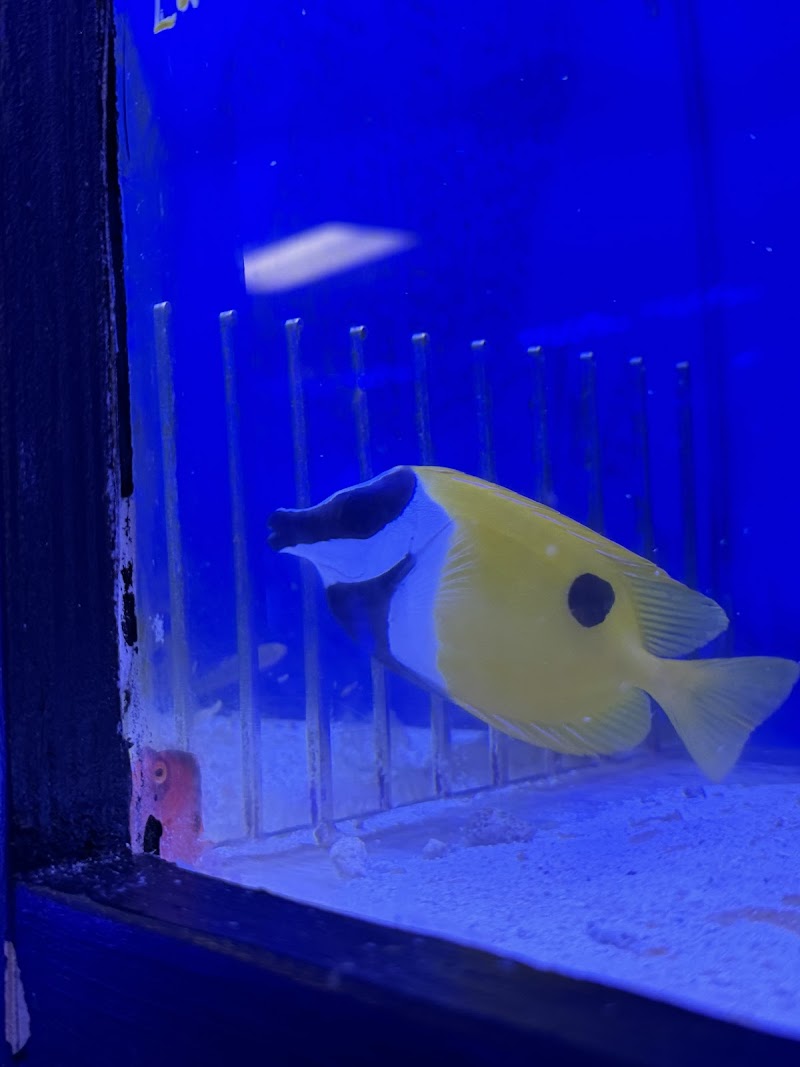 Your Reef Aquarium - Photo 4