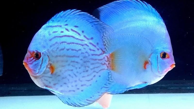 Aqua Life Aquarium - Photo 2