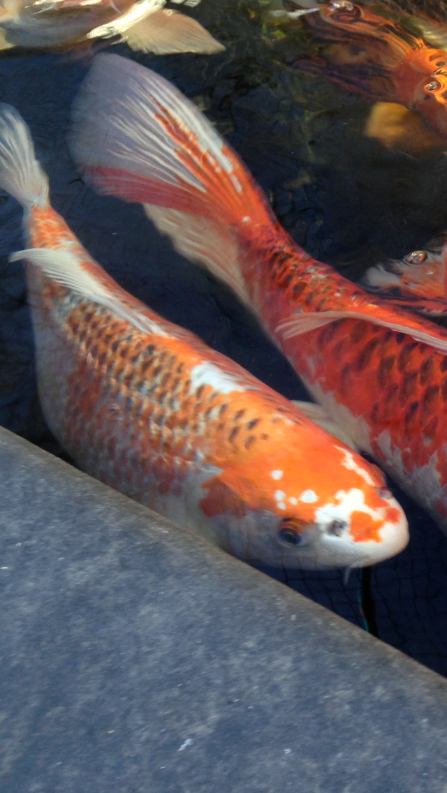 Koi Enterprise - Photo 3