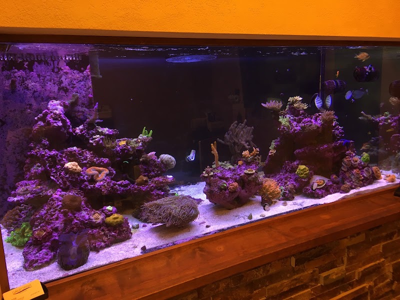 Golden State Corals - Photo 2