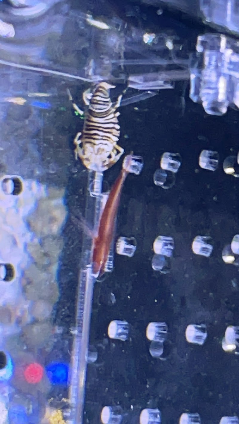 Golden State Corals - Photo 3