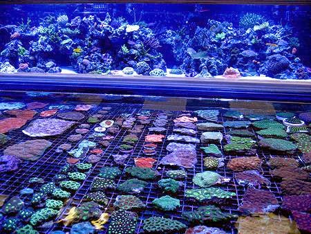 Vivid Aquariums Inc - Photo 2