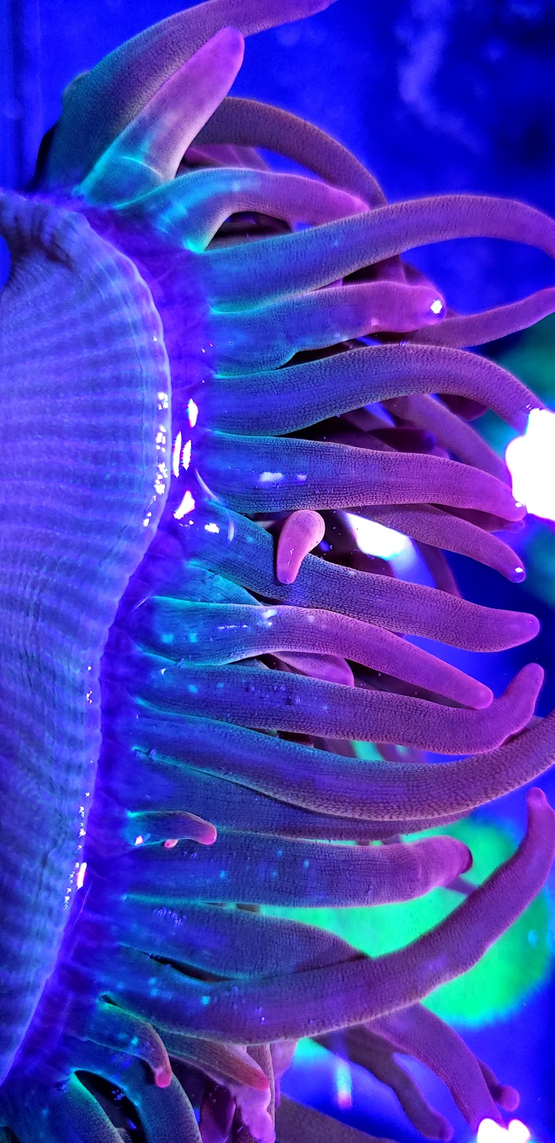 Vivid Aquariums Inc - Photo 4