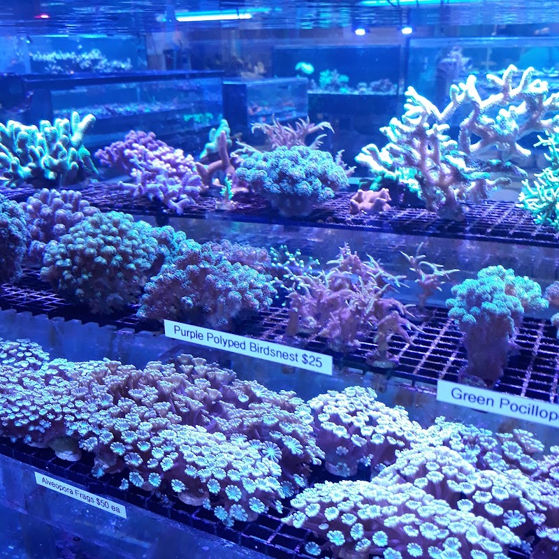 Vivid Aquariums Inc - Photo 5
