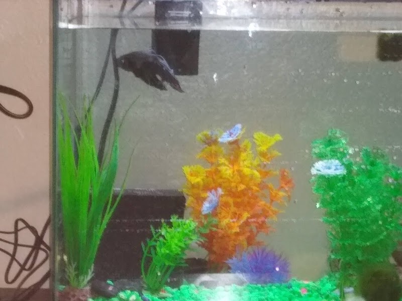 Ocean Flower - Photo 2