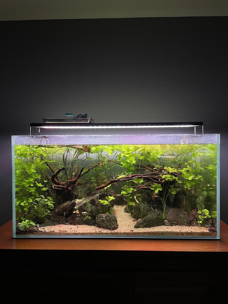 Ocean Flower - Photo 5