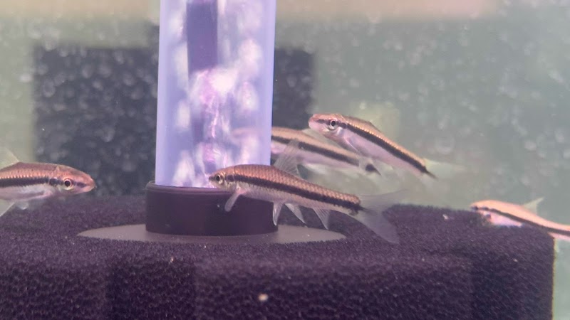 Bright Aquarium - Photo 3