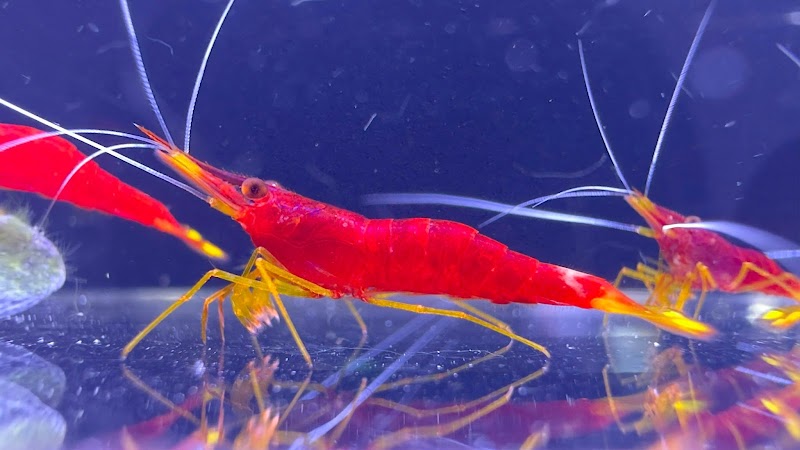 Bright Aquarium - Photo 4