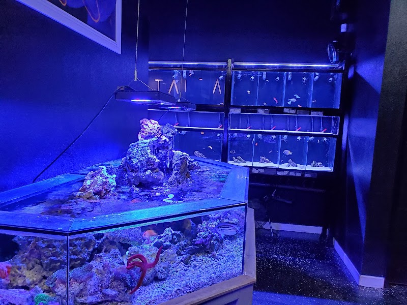 Aquatica Corals and Custom Aquariums - Photo 1
