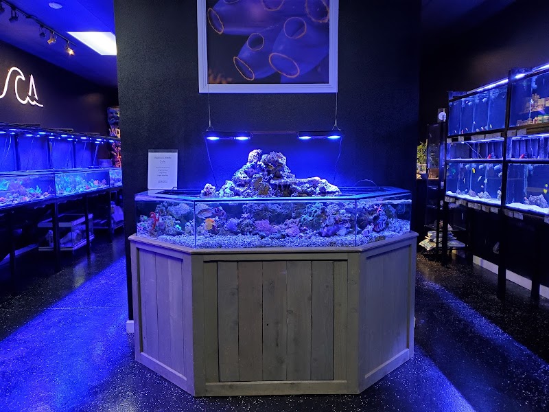 Aquatica Corals and Custom Aquariums - Photo 3