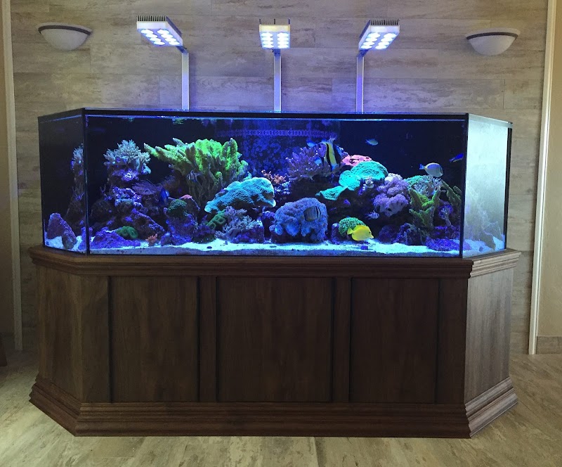 Aquatica Corals and Custom Aquariums - Photo 5