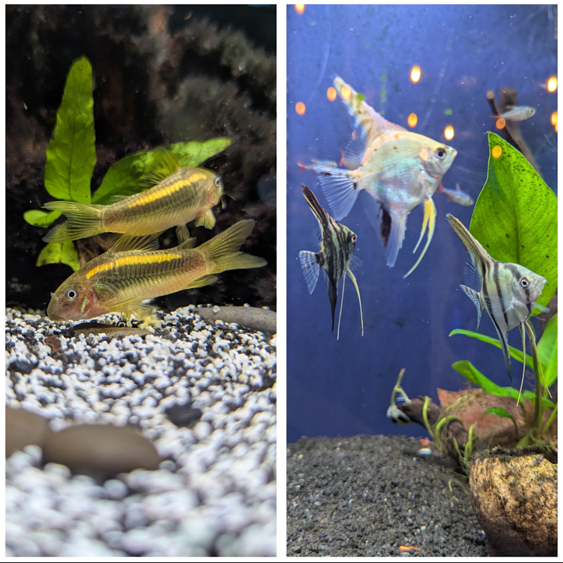 Off The Hook Marine Fish - Photo 3