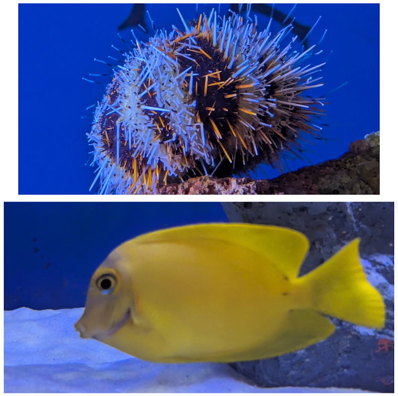 Off The Hook Marine Fish - Photo 4