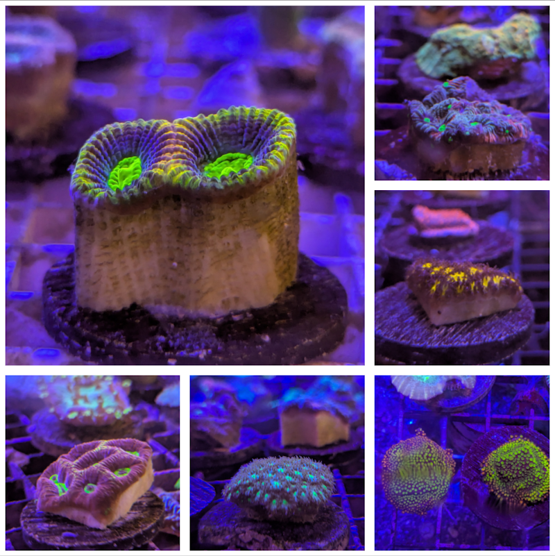 Off The Hook Marine Fish - Photo 5