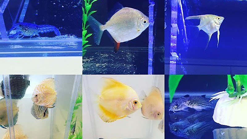 Southern Aquatics Local Fish Store - Photo 3