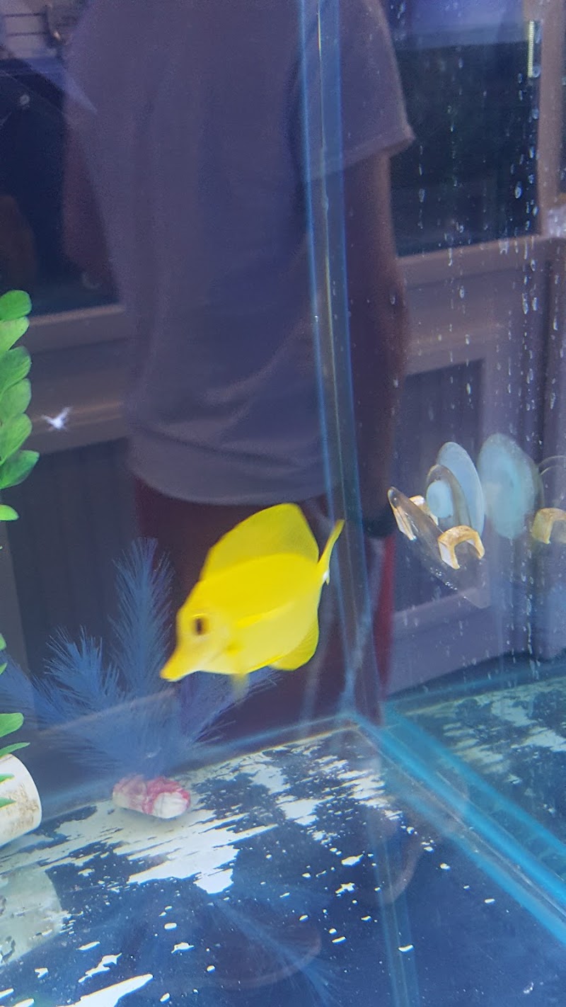 Southern Aquatics Local Fish Store - Photo 4