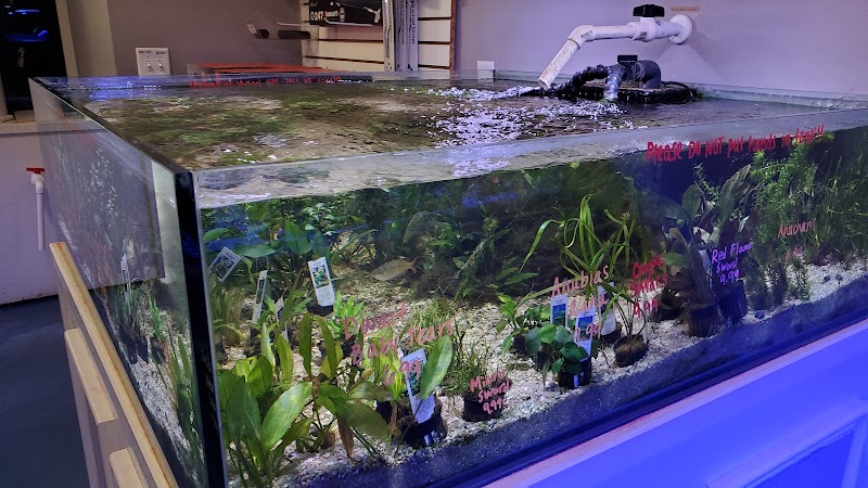 Southern Aquatics Local Fish Store - Photo 5
