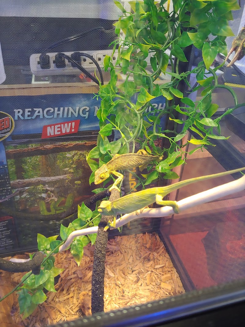 Three Little Fish - Photo 3