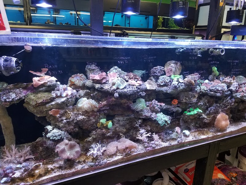 Three Little Fish - Photo 4