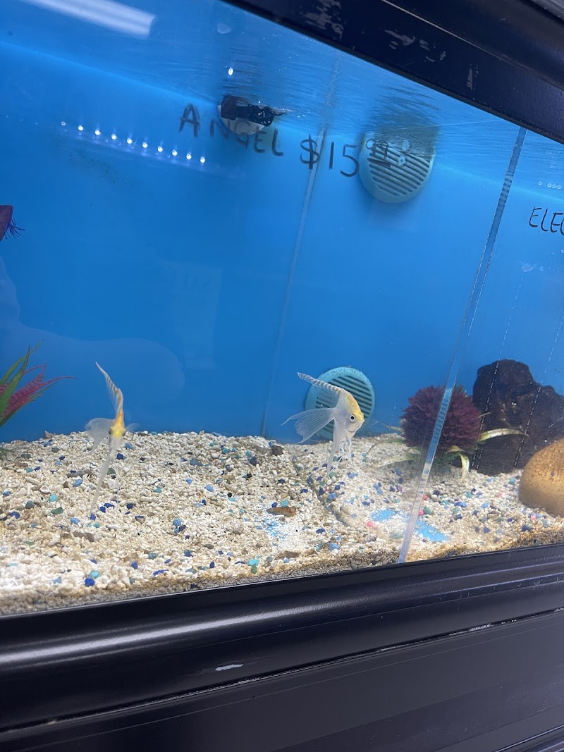 Three Little Fish - Photo 5