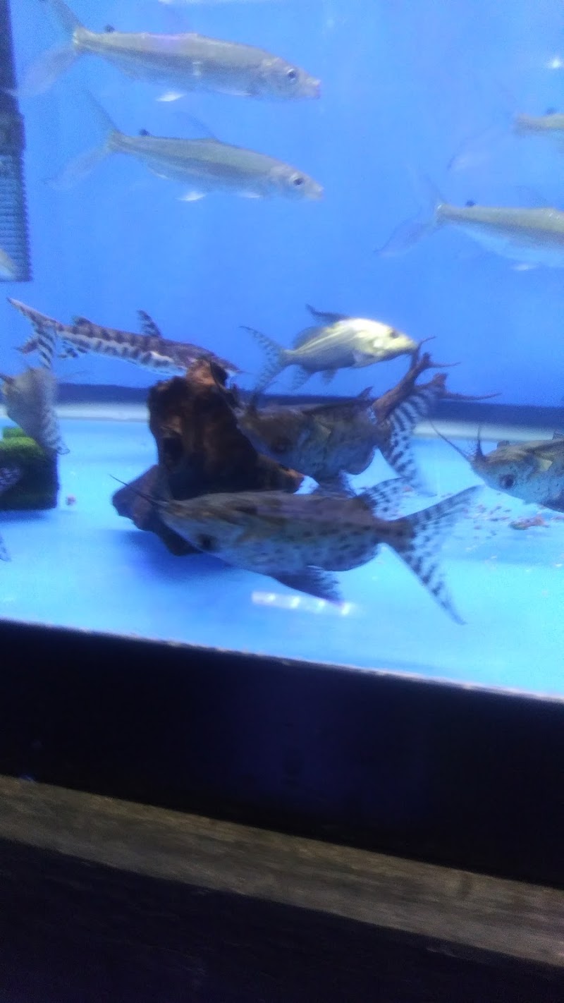Rays Tank (Exotic Freshwater Fish Store) - Photo 3