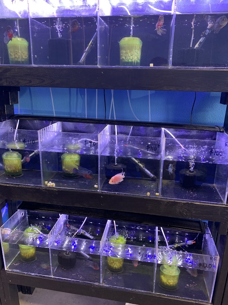 Rays Tank (Exotic Freshwater Fish Store) - Photo 5