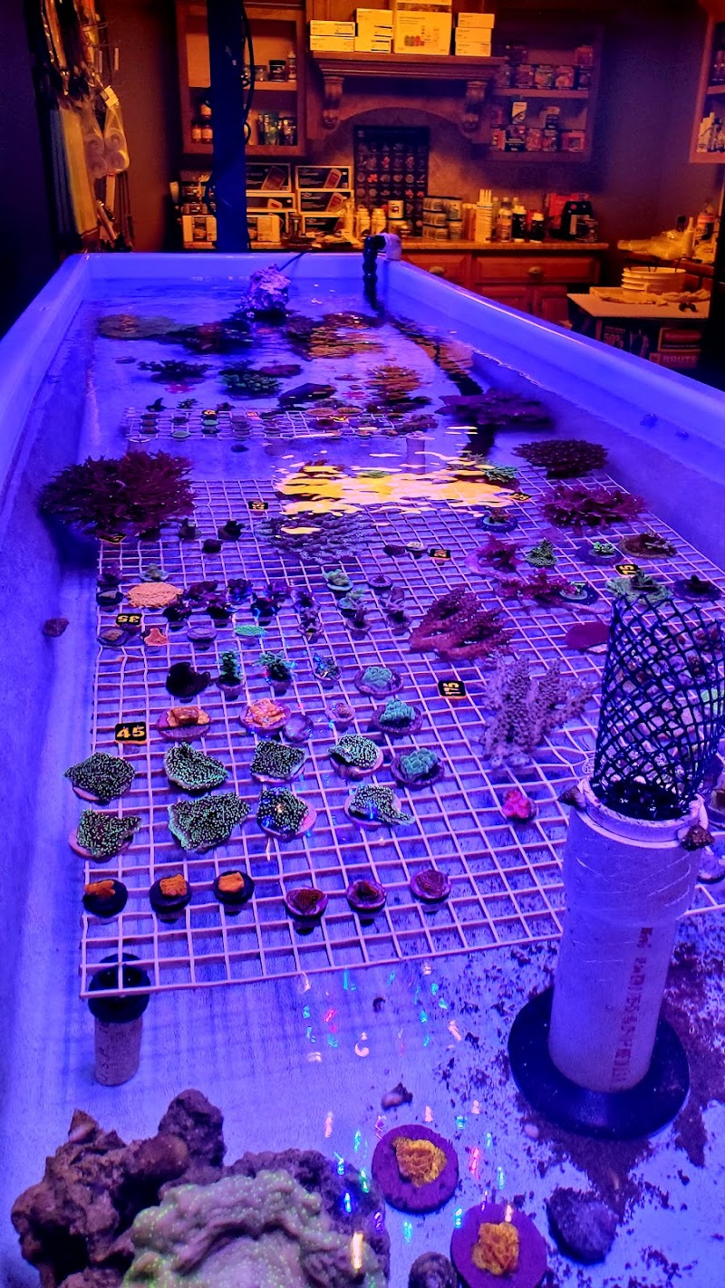 Oceans Corals - Photo 1