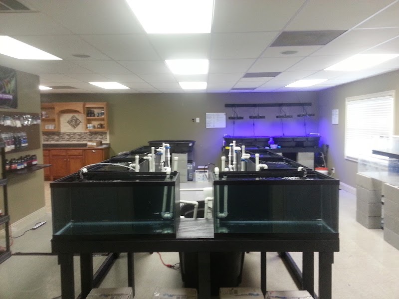 Oceans Corals - Photo 3