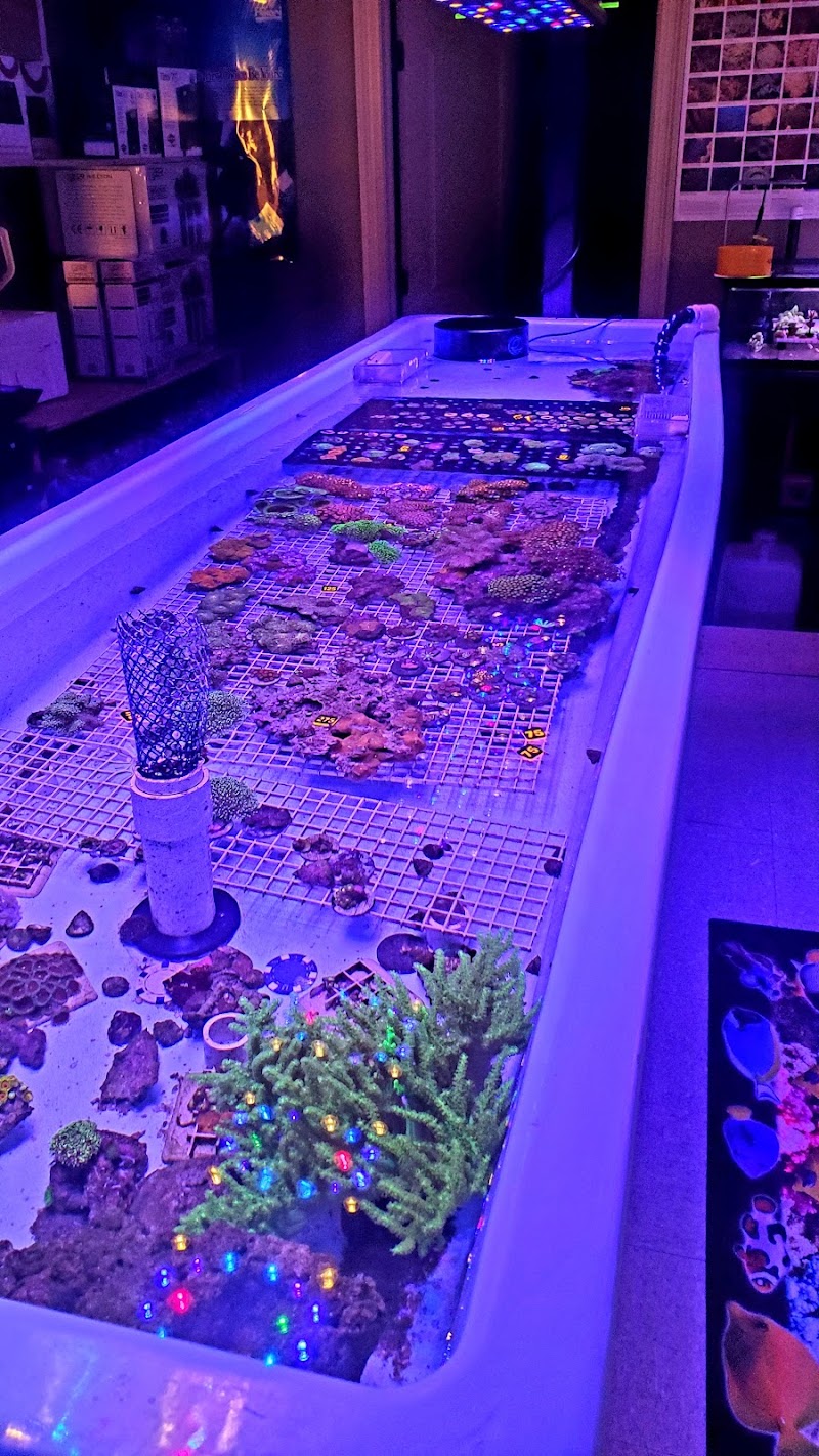 Oceans Corals - Photo 4