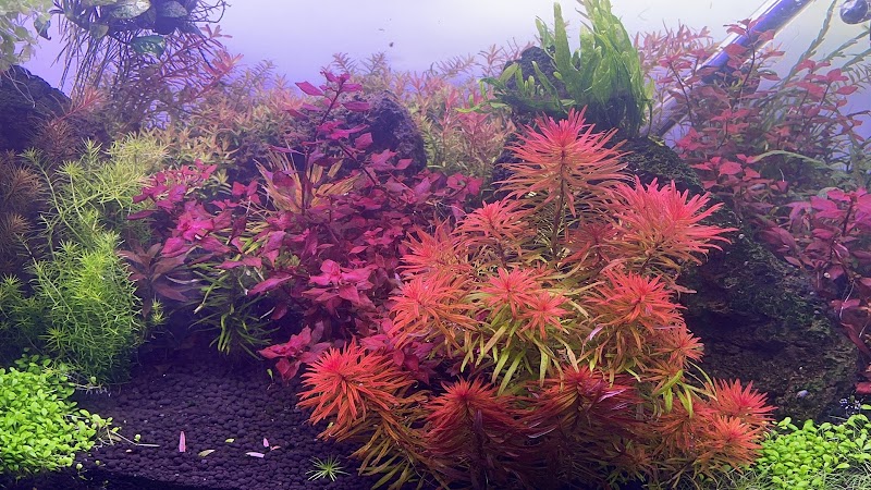 Aqua Rocks Colorado - Photo 2