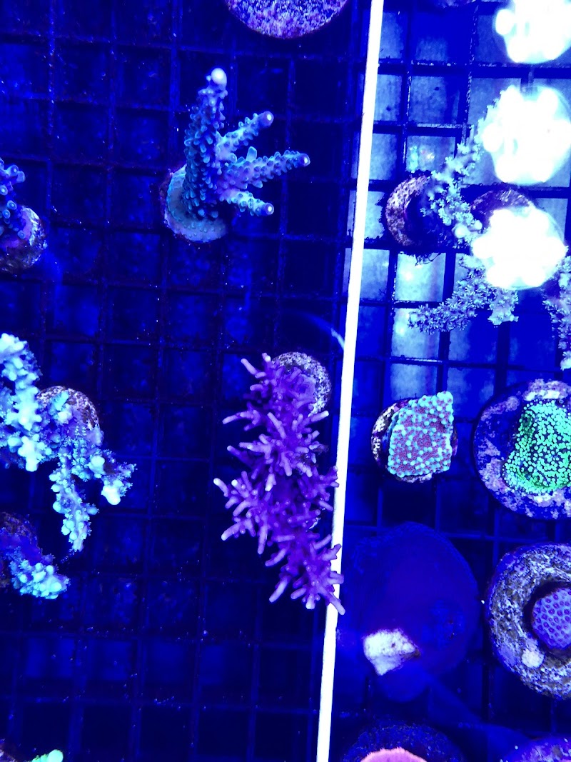 Aquatic Art Inc. - Photo 3