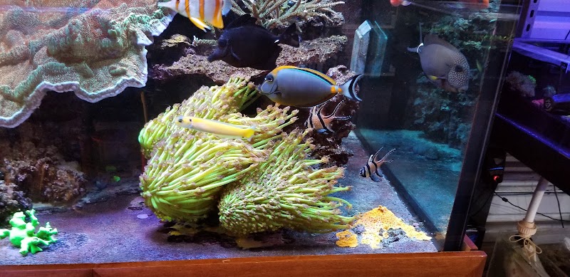 Aquatic Art Inc. - Photo 4