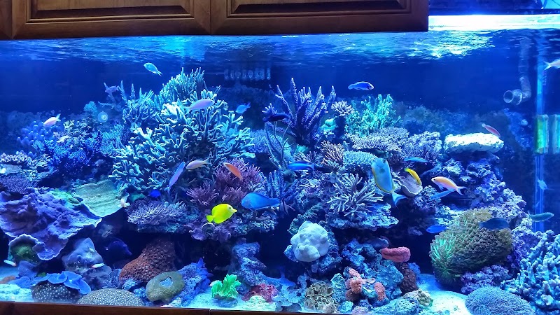 Aquatic Art Inc. - Photo 5