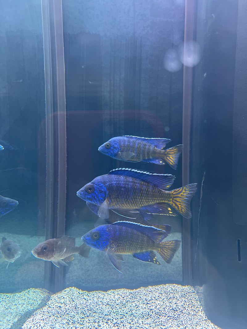 MC Aquatics - Englewood - Photo 5