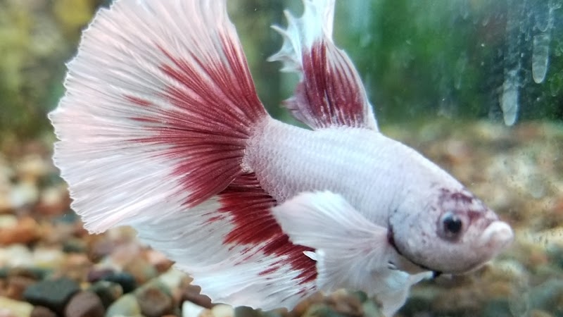 Aquatic Dog - Photo 2