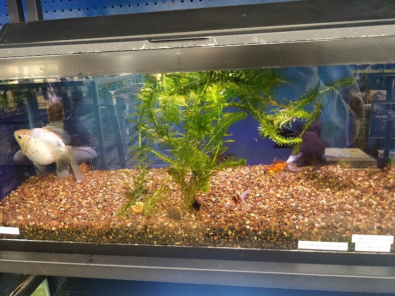 Aquatic Dog - Photo 4