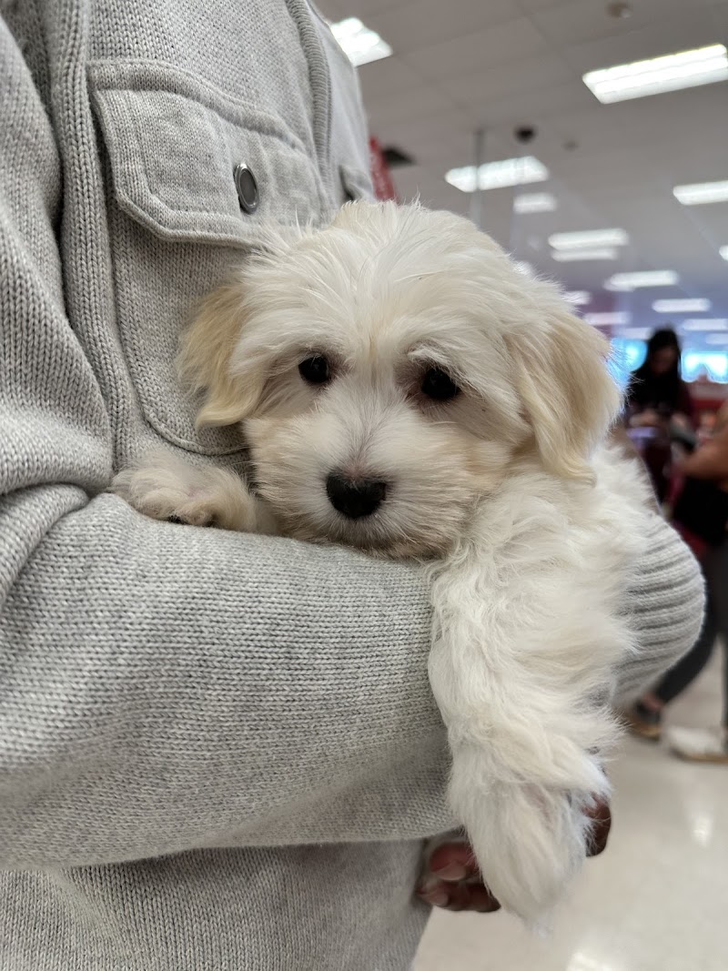 Aquatic Dog - Photo 5